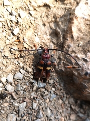 Trachyderes elegans