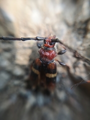 Trachyderes elegans