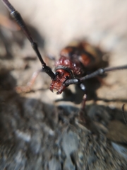 Trachyderes elegans