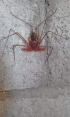 Acanthophrynus coronatus