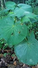 Piper umbellatum