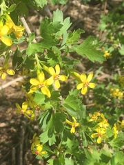 Ribes aureum