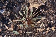 Claytonia rubra