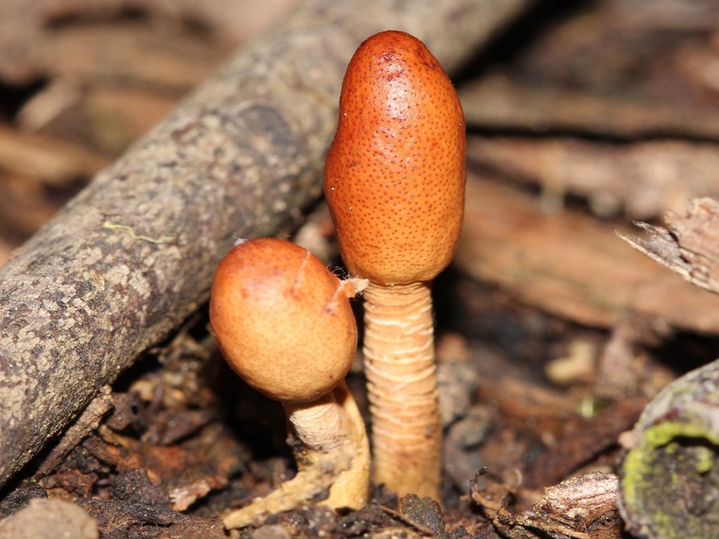 Cordyceps meneristitis