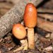 Cordyceps meneristitis - Photo (c) Matt Campbell, some rights reserved (CC BY-NC-SA), uploaded by Matt Campbell