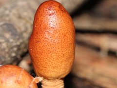 Cordyceps meneristitis