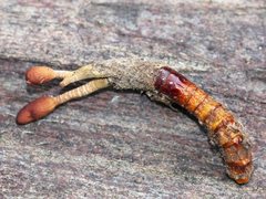 Cordyceps meneristitis