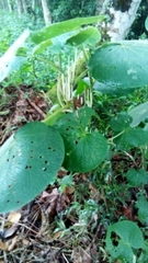 Piper umbellatum