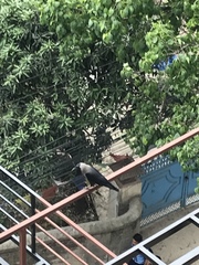 Corvus splendens