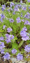 Veronica multifida