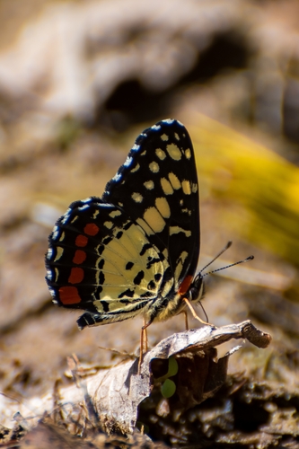 Eumeda Checkerspot