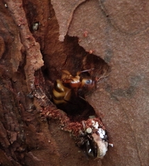 Camponotus zonatus