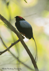 Chiroxiphia linearis