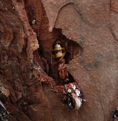 Camponotus zonatus