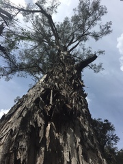 Eucalyptus cypellocarpa