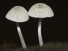 Mycena albidocapillaris