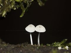 Mycena albidocapillaris
