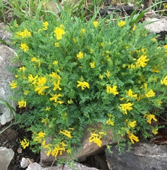 Corydalis aurea aurea