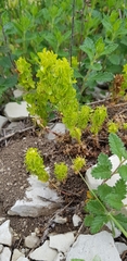 Cruciata taurica