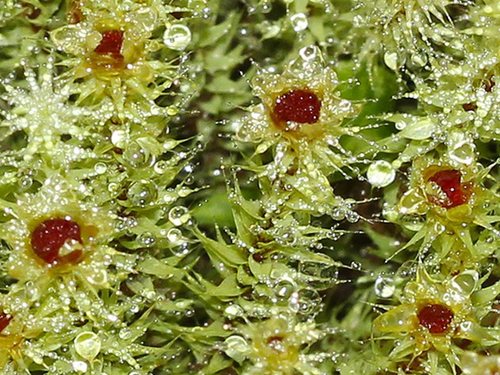 Breutelia affinis