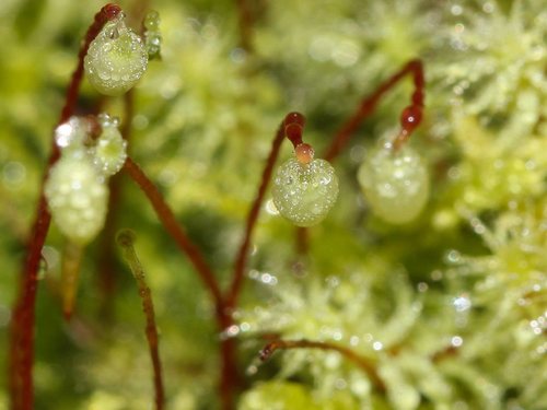 Breutelia affinis