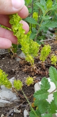 Cruciata taurica