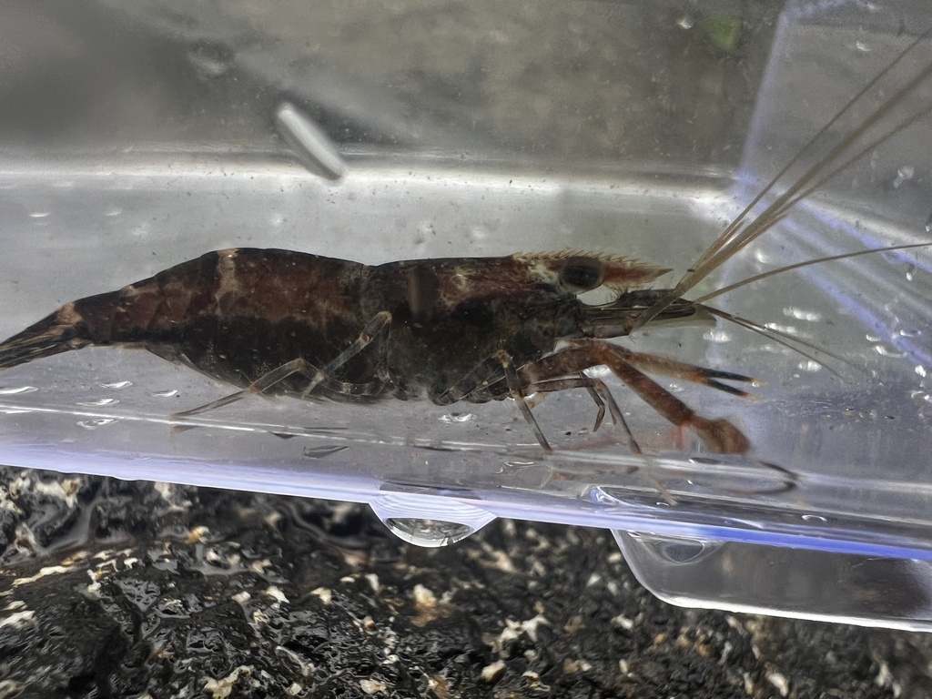 Macrobrachium digueti