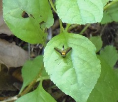 Chrysopilus thoracicus
