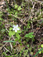 Anemonoides quinquefolia