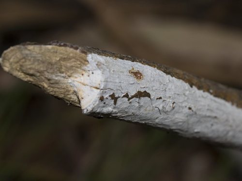 Aleurodiscus sparsus · iNaturalist Mexico