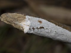 Aleurodiscus sparsus