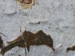 Aleurodiscus sparsus