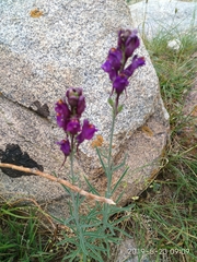 Linaria transiliensis