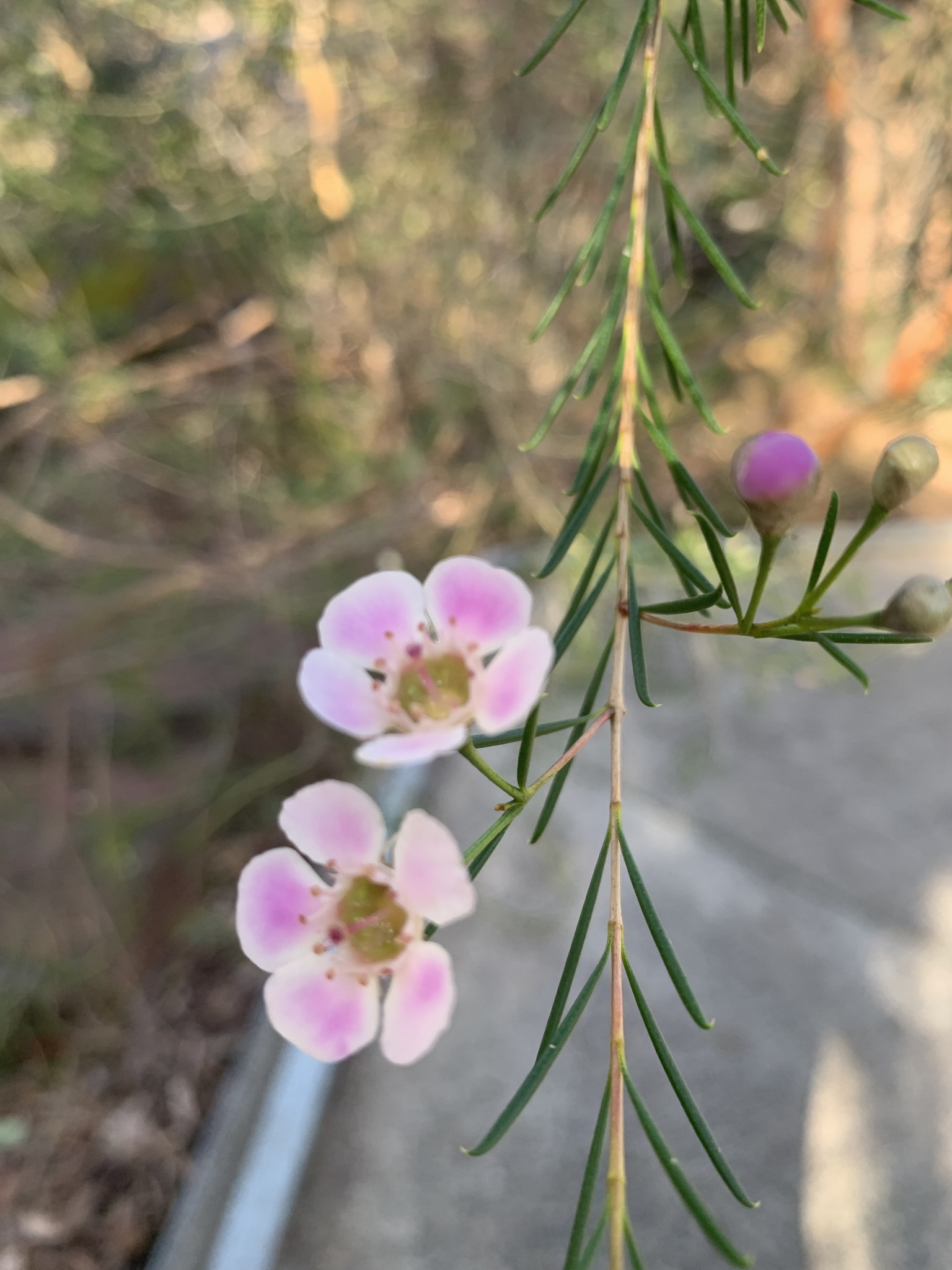 Imagem de Flor-de-cera