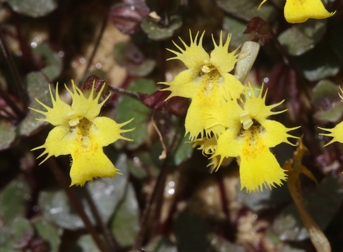 Phrymaceae