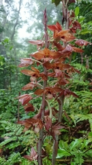 Eulophia zollingeri