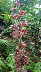 Eulophia zollingeri