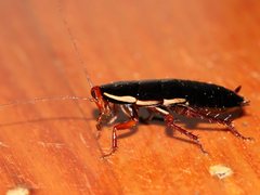 Drymaplaneta communis