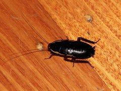 Drymaplaneta communis