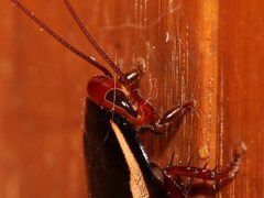 Drymaplaneta communis