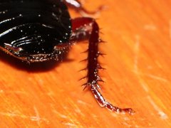 Drymaplaneta communis