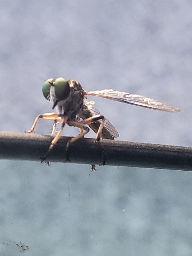 Plumetops from Green Haven, Pasadena, MD 21122, USA on June 19, 2024 at