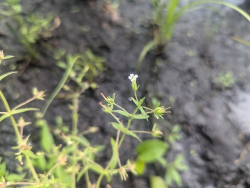 Clammy hedge hyssop (Gratiola neglecta)