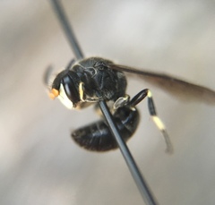 Hylaeus basalis