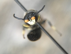Hylaeus basalis