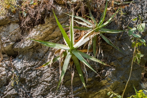 Agave angustiarum
