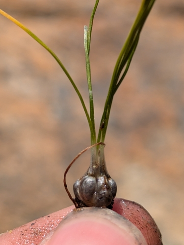 Image of Isoetes orcuttii by (c) James C. Davis, some rights reserved (CC BY-SA)