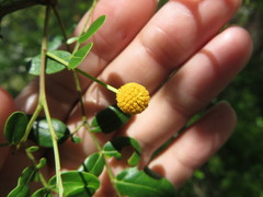 Vachellia choriophylla