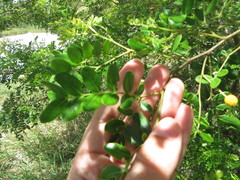 Vachellia choriophylla
