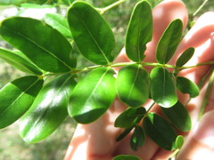 Vachellia choriophylla
